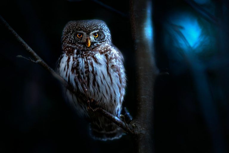 Can a night owl become an early bird?